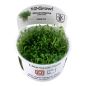 Preview: Glossostigma elatinoides/ Australisches Zungenblatt 1-2-Grow!